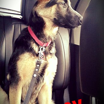 Dog Training Now - She's all the way UP-! - Pet Training Near Me - Hoffman Estates, Illinois Dog Training Now - She's all the way UP-! - Pet Training Near Me - Hoffman Estates, Illinois