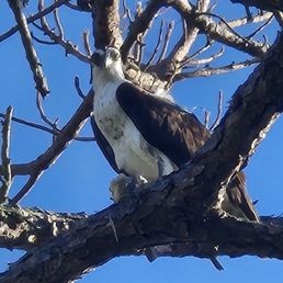 Osprey Osprey