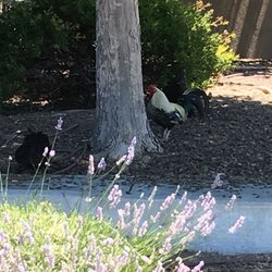 Walgreens - Rooster & lavender @ the pharmacy, there are so many of them here!