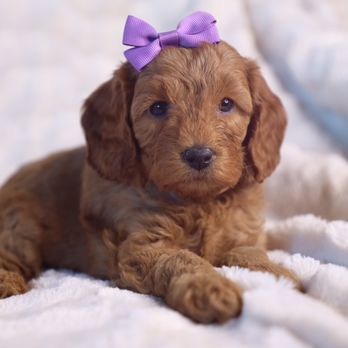 Copper Canyon Doodles - Pet Breeders Near Me - Cedar City, Utah Copper Canyon Doodles - Pet Breeders Near Me - Cedar City, Utah