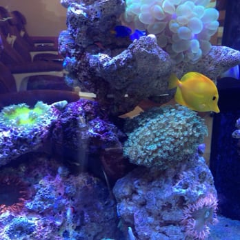 Amy's Nail Spa - That gorgeous fish tank!! - Nail Salons Near Me - Winter Park, Florida