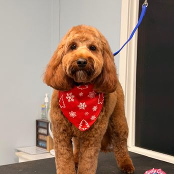 Pawsitively Groomed Pet Salon - Pet Groomers Near Me - Burlingame, California Pawsitively Groomed Pet Salon - Pet Groomers Near Me - Burlingame, California