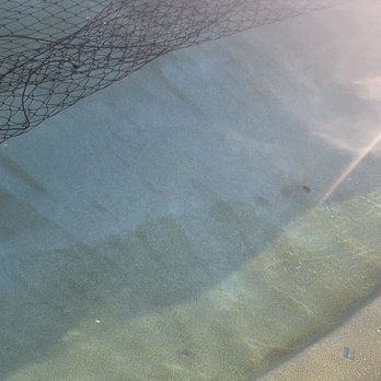 Ph Perfect Pools - Algae stains in pool - Pool Cleaners Near Me - Florence, Arizona