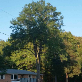 Staton Tree Service - After - Tree Services Near Me - Charlotte, North Carolina Staton Tree Service - After - Tree Services Near Me - Charlotte, North Carolina