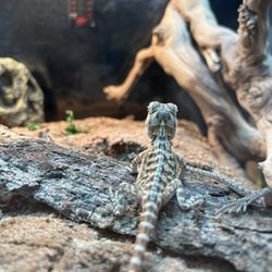 Cat's Critters - Bearded dragon