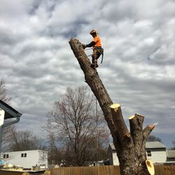 Martin Tree Service - hazardous tree removal is our specialty