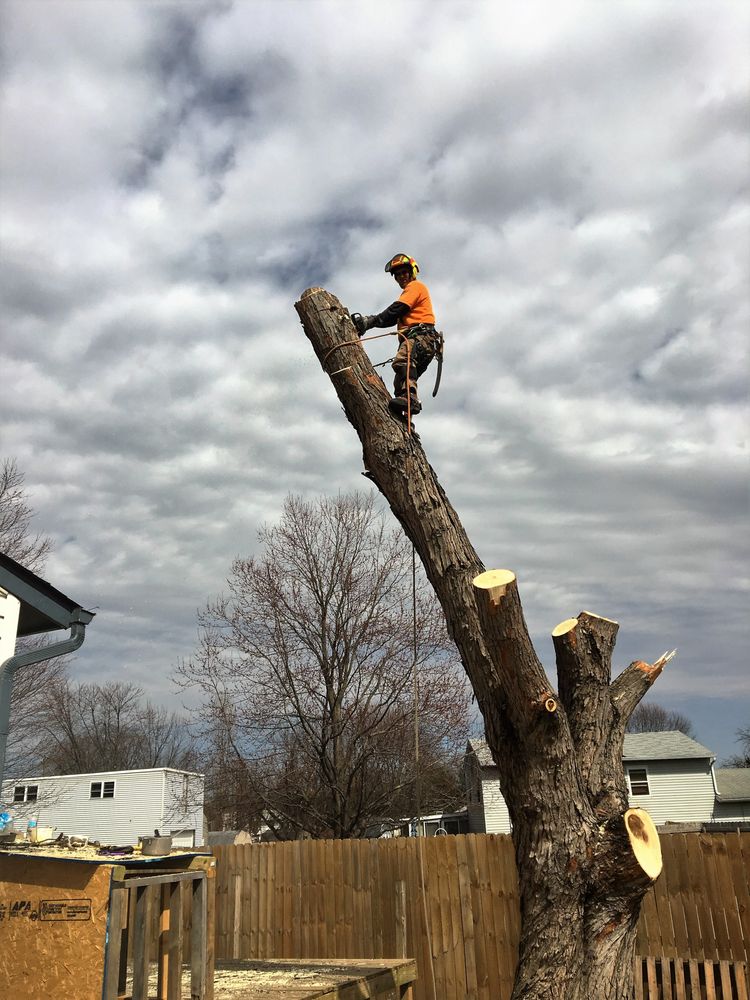 Photos of MARTIN TREE SERVICE Updated August 2024 43 Photos 17437
