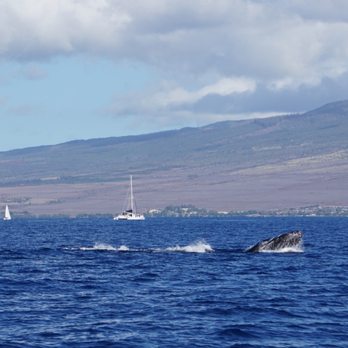Makai Adventures - Boat Charters Near Me - Lahaina, Hawaii Makai Adventures - Boat Charters Near Me - Lahaina, Hawaii