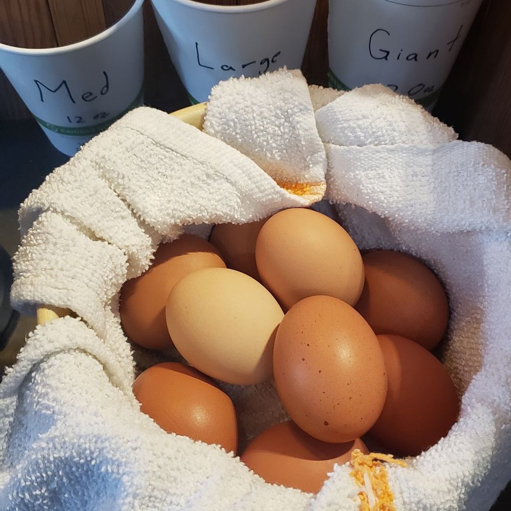 Sentient Bean - Fresh Hard Boil Eggs - Coffee & Tea Near Me - Savannah, Georgia