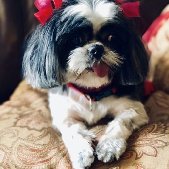 Sparkle & Shine Pet Grooming - Queen Maya fresh from getting groomed at Sparkle & Shine - Pet Groomers Near Me - Shadow Hills, California Sparkle & Shine Pet Grooming - Queen Maya fresh from getting groomed at Sparkle & Shine - Pet Groomers Near Me - Shadow Hills, California