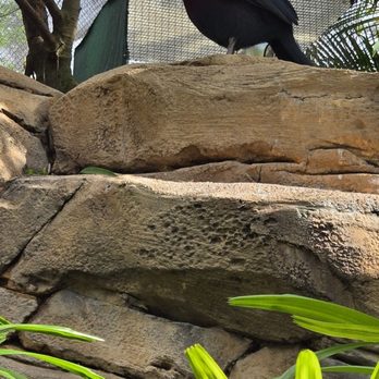 Discovery Cove - Bird 3 - Amusement Parks Near Me - Orlando, Florida