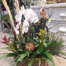 Bromeliads and orchids
