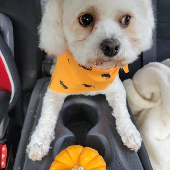 Brush & Pupps Grooming - Fresh cut - Pet Groomers Near Me - Pomona, California