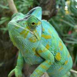 TerraZoo
