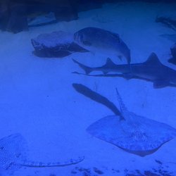 St Andrews Aquarium - Rays and Sharks