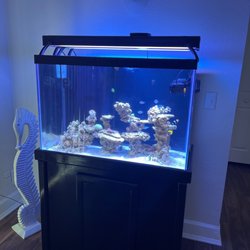 Bio Reef - My 65gallon reef tank