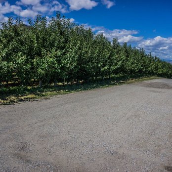 Giant Head Estate Winery - a road lined with trees - Wineries Near Me - Summerland, British Columbia Giant Head Estate Winery - a road lined with trees - Wineries Near Me - Summerland, British Columbia