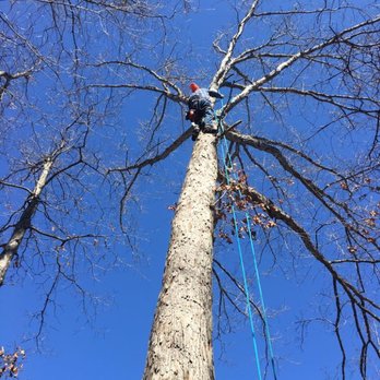 Qce Tree Service - Tree Services Near Me Qce Tree Service - Tree Services Near Me