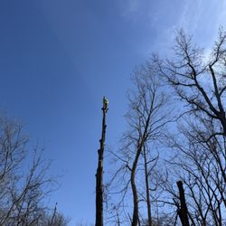 Dark Horse Tree Service