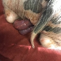 Guignard Animal Clinic - They killed my little boy, he was the coolest little piggy. He went in for a basic snip and they killed him.