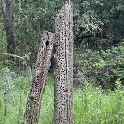 Hallberg Butterfly Gardens