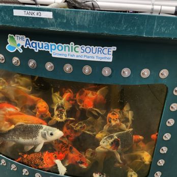 Ventura County Farm Day - Aquaponics tank - Local Flavor Near Me Ventura County Farm Day - Aquaponics tank - Local Flavor Near Me