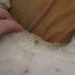Somebody literally took scissors and cut into the nipple accidentally.
