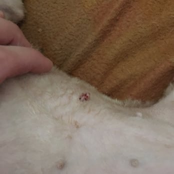 Four Paws Grooming - Somebody literally took scissors and cut into the nipple accidentally. - Pet Groomers Near Me - Walnut Creek, California