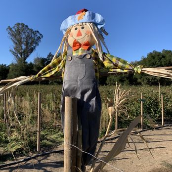 Berry Island Farms - Pick Your Own Farms Near Me - Gilroy, California Berry Island Farms - Pick Your Own Farms Near Me - Gilroy, California