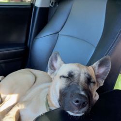 Veterinary Urgent Care Center - Easton - My dog moose