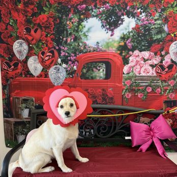 Pet Spaw - Archie at his grooming appointment celebrating Valentine's Day! - Pet Groomers Near Me - Glendora, California