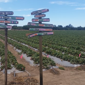 Gizdich Ranch - It's strawberry picking time! - Bakeries Near Me - Watsonville, California Gizdich Ranch - It's strawberry picking time! - Bakeries Near Me - Watsonville, California