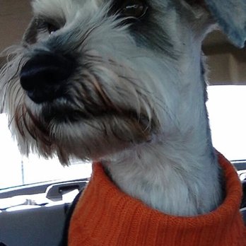 Claws and Paws Grooming - Claws & Paws Grooming - Pet Groomers Near Me - Amarillo, Texas