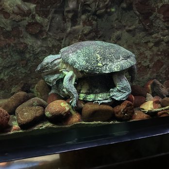 Shedd Aquarium - Aquariums Near Me - Chicago, Illinois