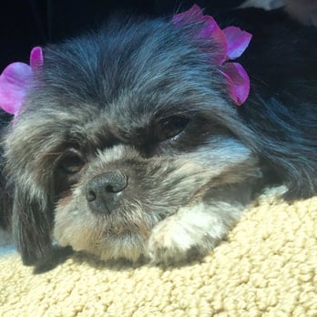 Angelica's Pet Grooming - Pet Groomers Near Me - Lakeside, California