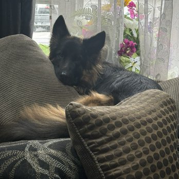 Glenmoore Veterinary Hospital - She loves to watch outside for us to come home! Relax spot - Veterinarians Near Me - Glenmoore, Pennsylvania Glenmoore Veterinary Hospital - She loves to watch outside for us to come home! Relax spot - Veterinarians Near Me - Glenmoore, Pennsylvania
