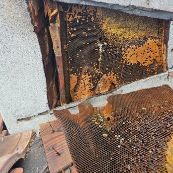 All Bee Bee Removal - Pest Control Near Me - Palm City, Florida