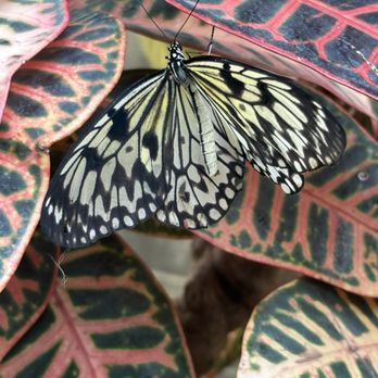 Butterfly Pavilion - Museums Near Me - Westminster, Colorado