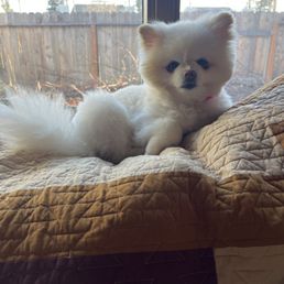 Doge Doge