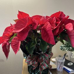 Artistic Florals By Leslie - Poinsettia
