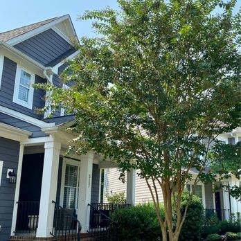 Amigo Tree Service - Before tree removal - Tree Services Near Me