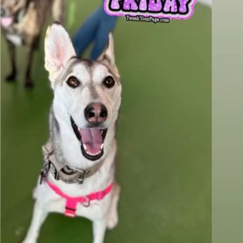 EveryDog - Pet Training Near Me - Tustin, California EveryDog - Pet Training Near Me - Tustin, California