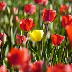 Tulips