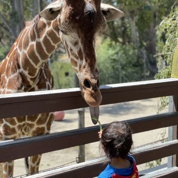 Six Flags Discovery Kingdom - Giraffe feeding - Amusement Parks Near Me - Vallejo, California Six Flags Discovery Kingdom - Giraffe feeding - Amusement Parks Near Me - Vallejo, California