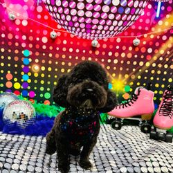 Temple Of The Dog Grooming Salon
