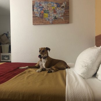 Econo Lodge - Dog daydreams - Hotels Near Me - Miles City, Montana Econo Lodge - Dog daydreams - Hotels Near Me - Miles City, Montana