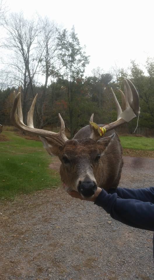 Rock Run Taxidermy - taxidermy in Hughesville, PA
