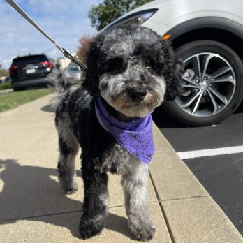 CLEdogs Spa & Social - After grooming appointment - Pet Groomers Near Me - Cleveland, Ohio