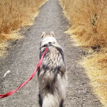 Petco - full back of normal hair - Pet Stores Near Me - Northridge, California
