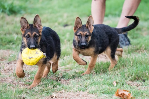 von der otto german shepherds